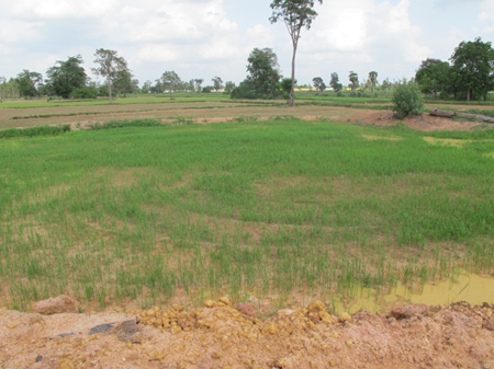 Rice field with water from klong during temporary rain stoppage during rainy season. 